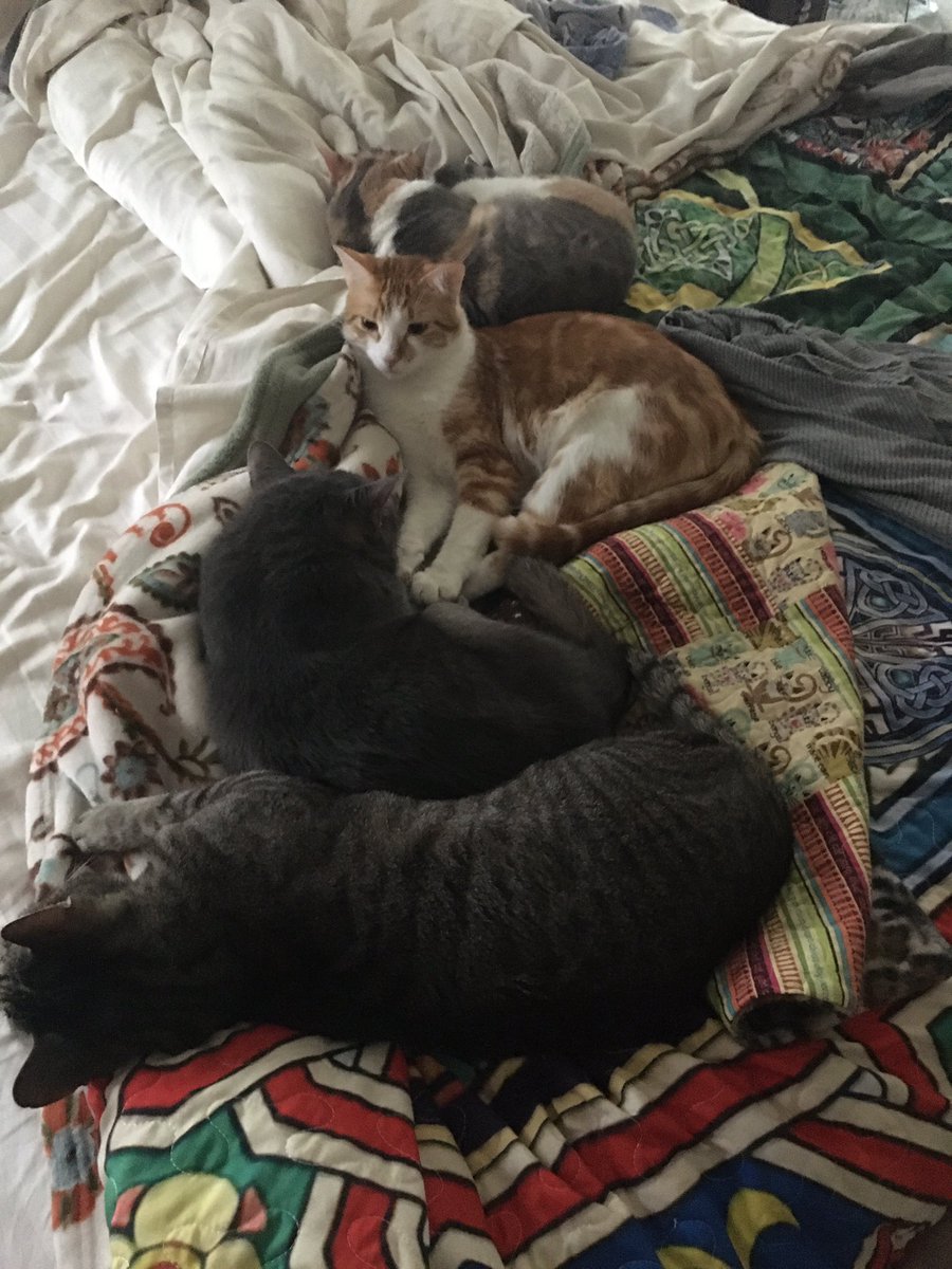 The Foxes' Cats tweet media