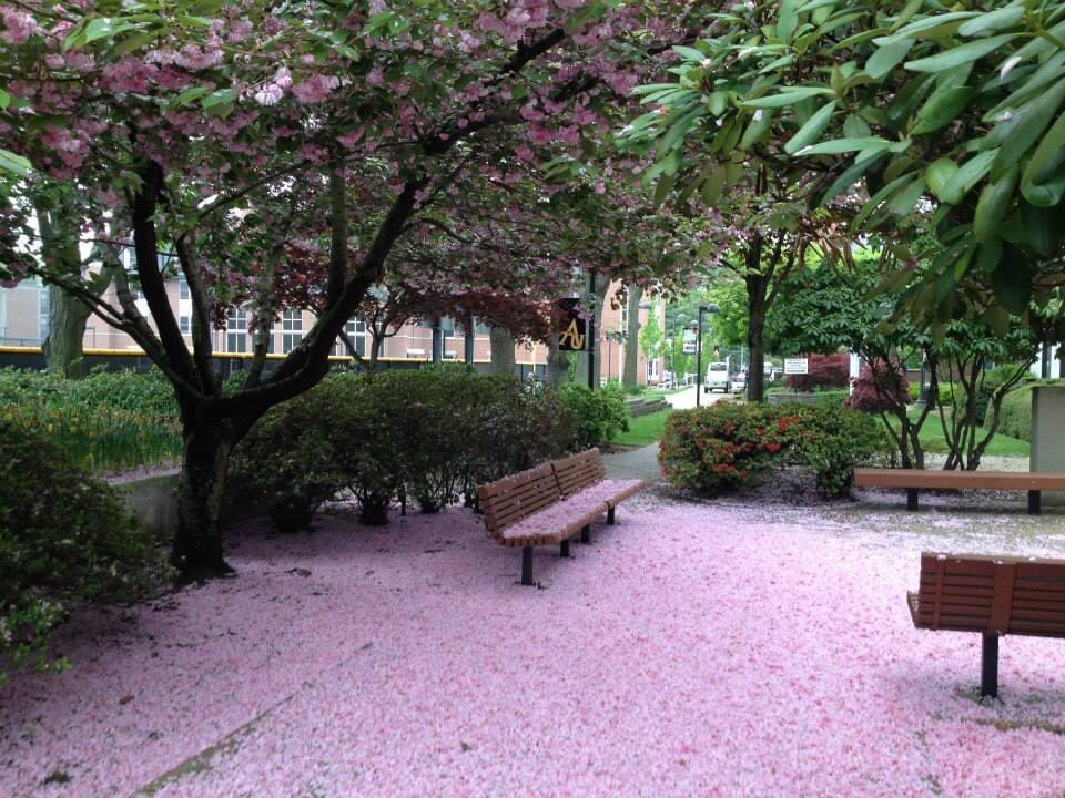TraciMLevy's tweet image. #springatadelphi My favorite cherry blossom photo from Adelphi University.