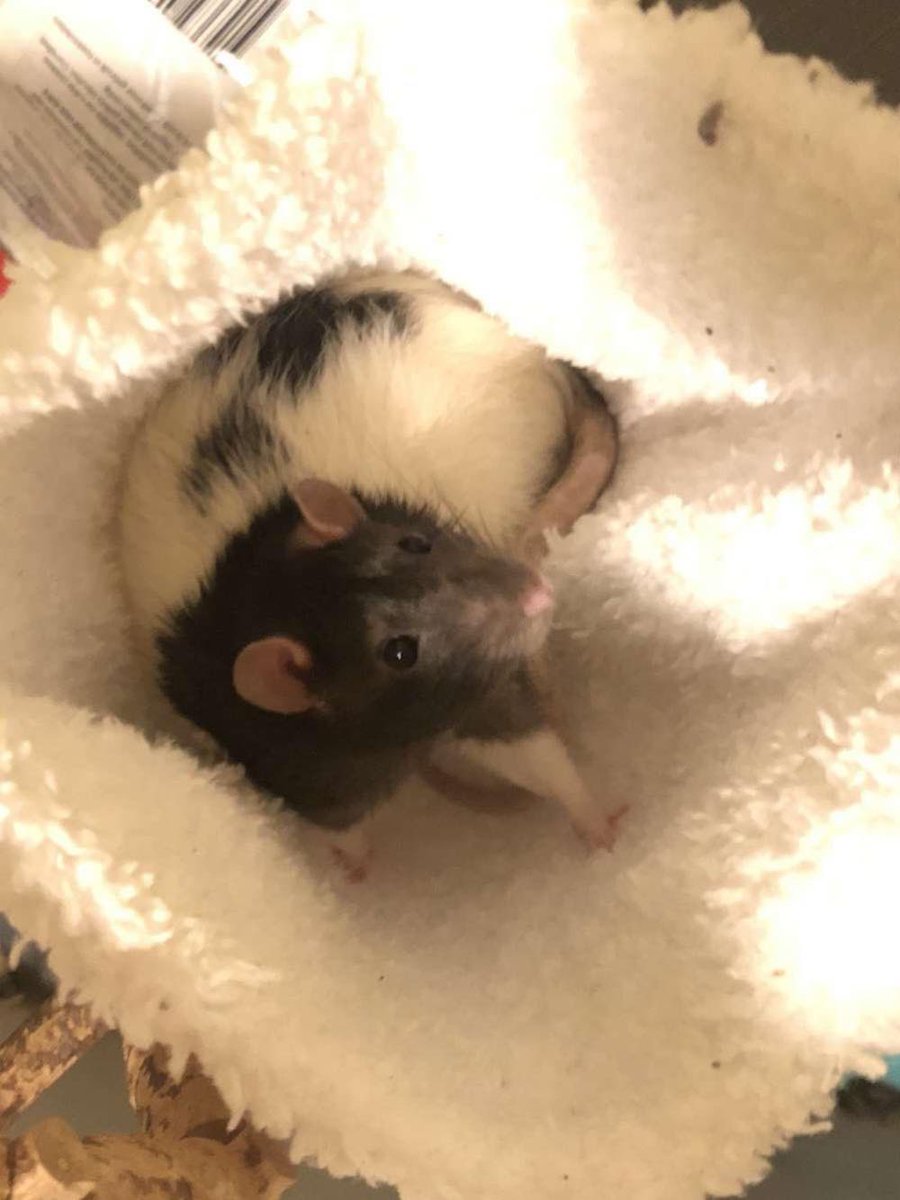 abbeyd48's tweet photo. #RatsOfTheWeek https://t.co/qJqDCMdMkb