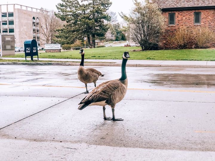 TheFoundryAmes's tweet photo. We had a couple friends visit us yesterday who wanted to join our #FoundryFam! 🦆🦆 We had to tell them that we couldn’t give them an in-person tour at this time, but that they were still able to check out our Virtual Tour and apply and sign online! https://t.co/AqbvJW1agu