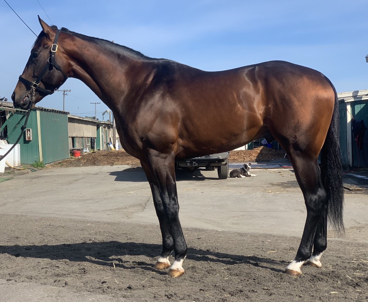 JAWongRacing's tweet photo. Can’t wait till we get back to racing 🏇... https://t.co/0Lks1kjFxD