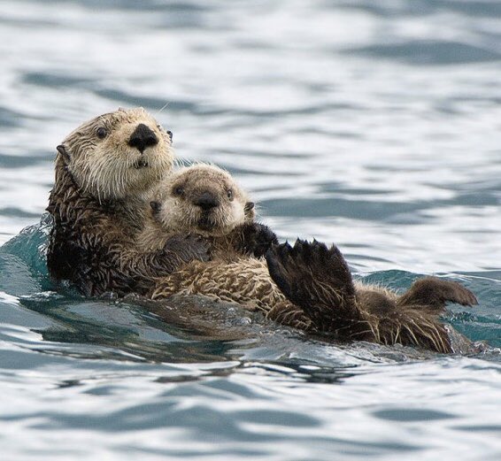 The Weeknd as otters, a thread.