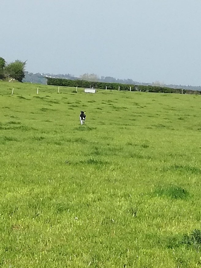 DanODonovan10's tweet photo. This lady pictured on return from a tour of Cloughduv hurling grounds https://t.co/watA8efPYl