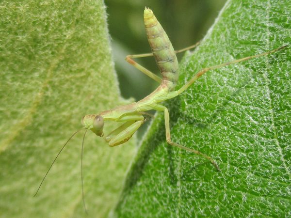 ねこがため A Twitter ビワの葉上にいた春生まれのカマキリ ハラビロカマキリ の幼虫 小さいけど凛々しい 畑の生き物 カマキリ 天敵 Ipm ビワ