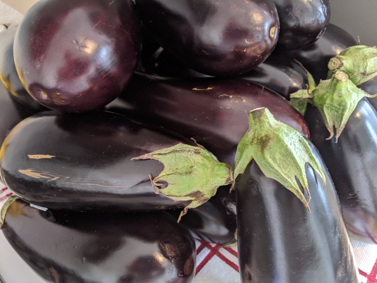 I inadvertently bought an entire LITERAL BUSHEL of eggplants online. There are too many to fit in my fridge! Please send your recipes and alternative storage suggestions!