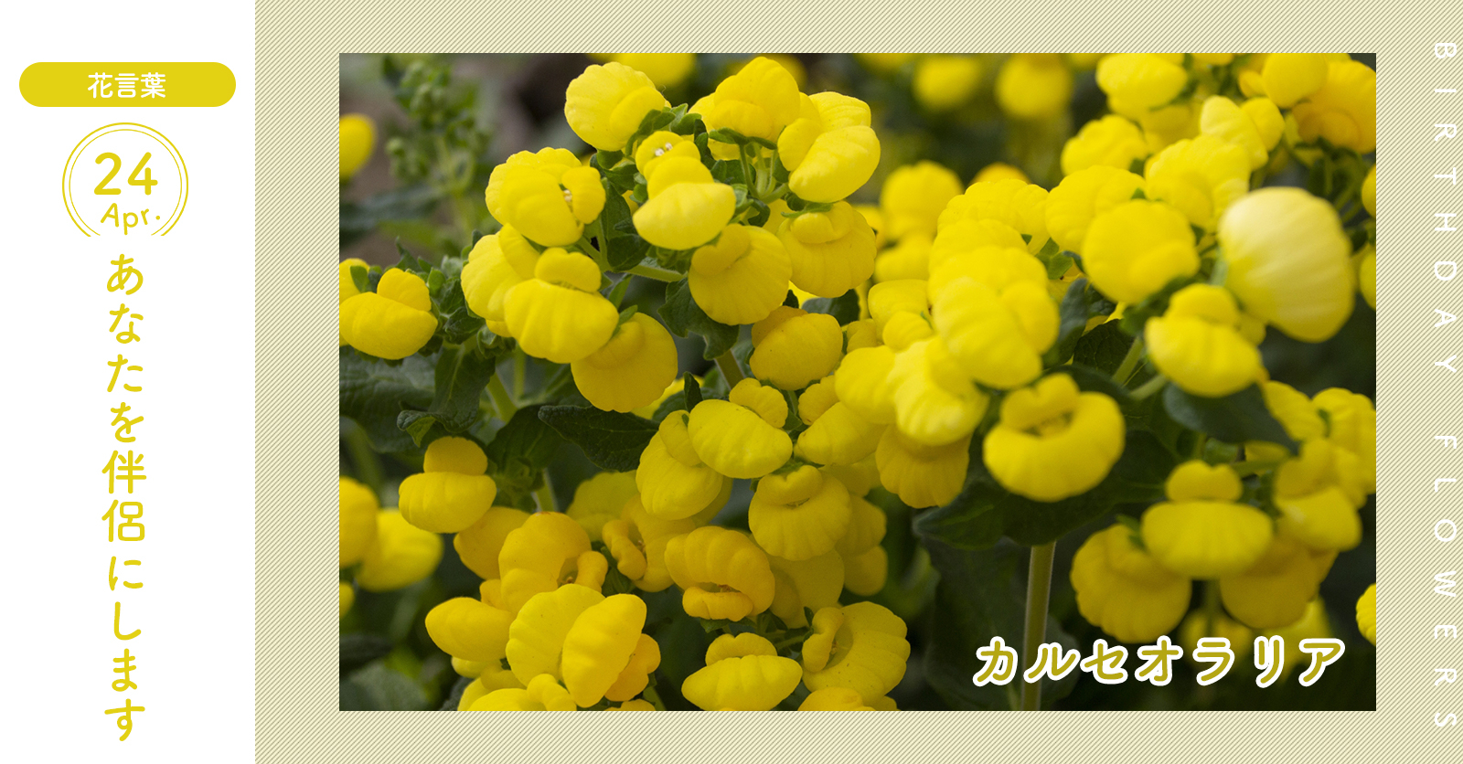 花キューピット I879 Com 公式 4月24日の誕生花 カルセオラリアー お誕生日おめでとう 花言葉 は あなたを伴侶にします ラテン語で スリッパ の意味 あなたはこんな人 型にはまった考え方を嫌います 同じ誕生日の有名人 桂由美 花キューピット I879 Com 公式 4月24日の誕生花 カルセオラリアー お誕生日おめでとう 花言葉 は あなたを伴侶にします ラテン語で スリッパ の意味 あなたはこんな人 型にはまった考え方を嫌います 同じ誕生日の有名人 桂由美