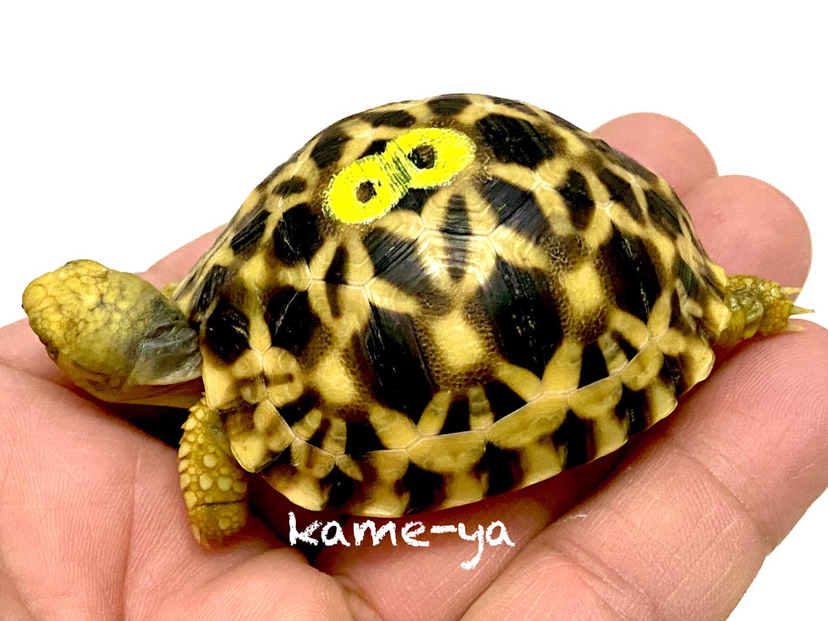 Kame Yaナオ 太バンド 活発な子 オス かな 多くの方がメス を欲しがりますが ペットにするなら最終的なサイズや人懐っこく活発な性格のオス 個体が断然オススメです 飼育してて本当に楽しいですよ 販売は まだ先です ビルマホシガメ