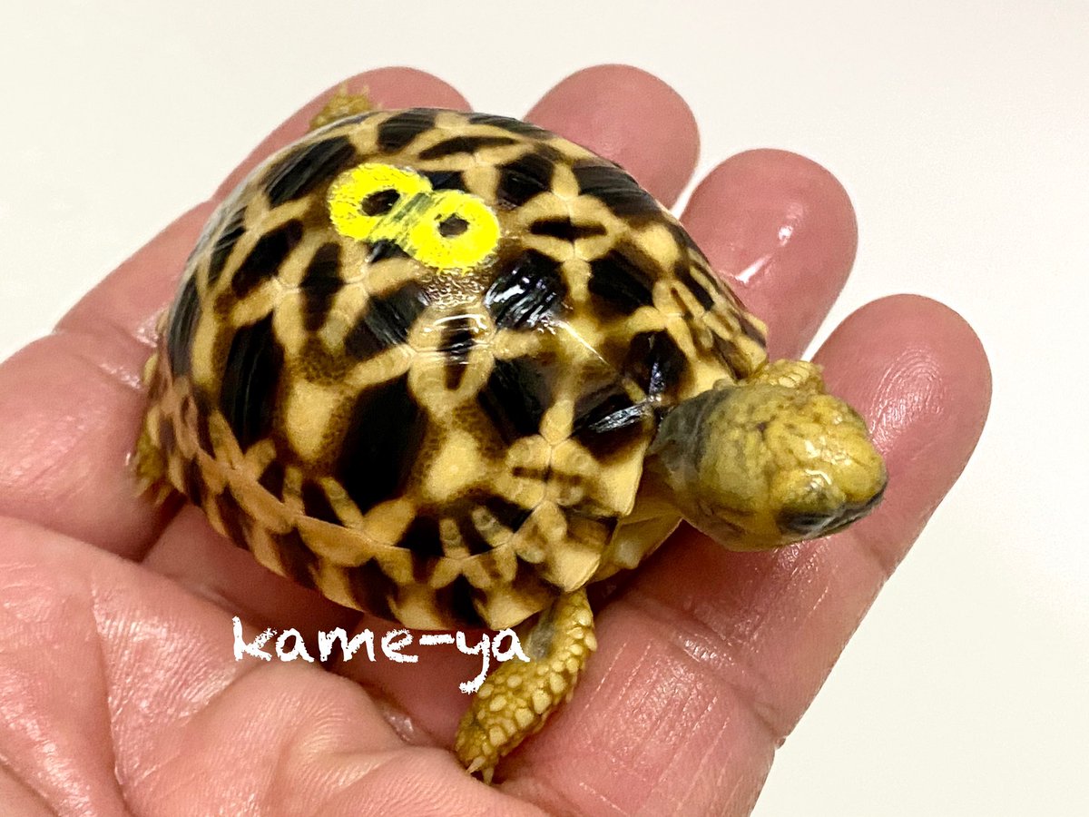 Kame Yaナオ 太バンド 活発な子 オス かな 多くの方がメス を欲しがりますが ペットにするなら最終的なサイズや人懐っこく活発な性格のオス 個体が断然オススメです 飼育してて本当に楽しいですよ 販売は まだ先です ビルマホシガメ