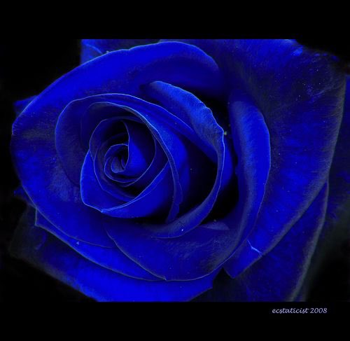• 5sos x Blue Rose •