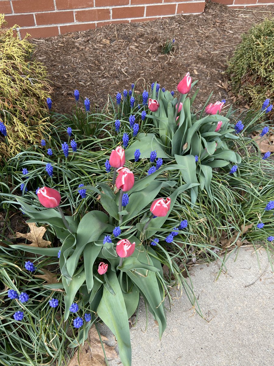 Stopped by <a href="/AHSD25Patton/">Patton Elementary</a> today to get some books and noticed the beautiful work of the #pattongardenclub.