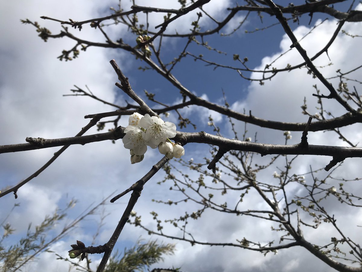さくらんぼの花 さくらんぼの花