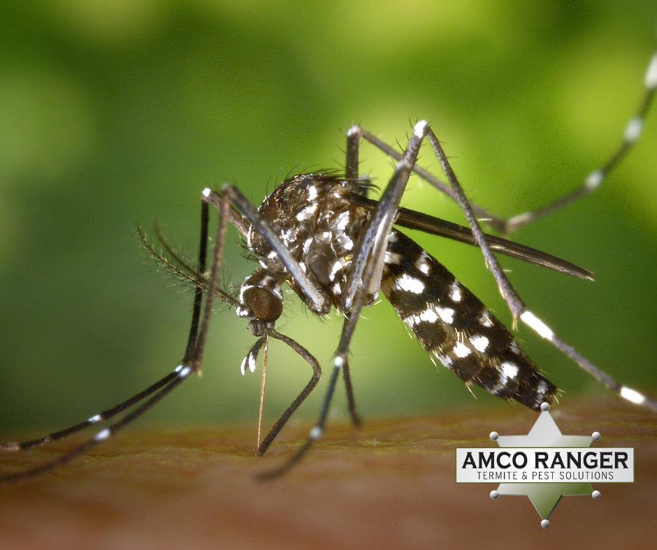 Mosquito season is upon us. Keep itch-free this summer. Give Amco a call to schedule an appointment to spray for mosquitos.
St. Charles: 636-223-8682
St. Louis: 636-223-4804
amcoranger.com/contact/