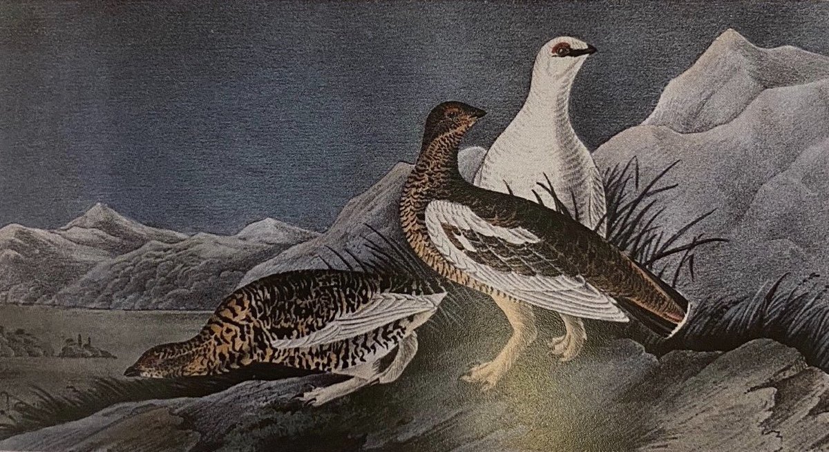 dadsrights's tweet photo. I donated artwork by John James Audubon and Pierre-Joseph Redouté to the #MorrisLibrary at Southern Illinois University. I was to be in Carbondale today for a ceremony, which will be rescheduled. 
https://t.co/XSP7KF3gow
#Art
#SIU
#Salukis
#CoronavirusCancellation https://t.co/mRCvn2JIVg