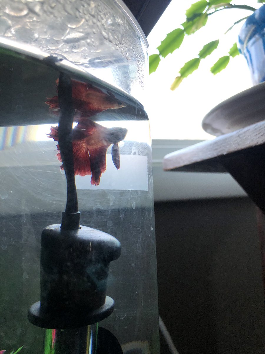 You ever just have a photo shoot with your fish...
 
Same.