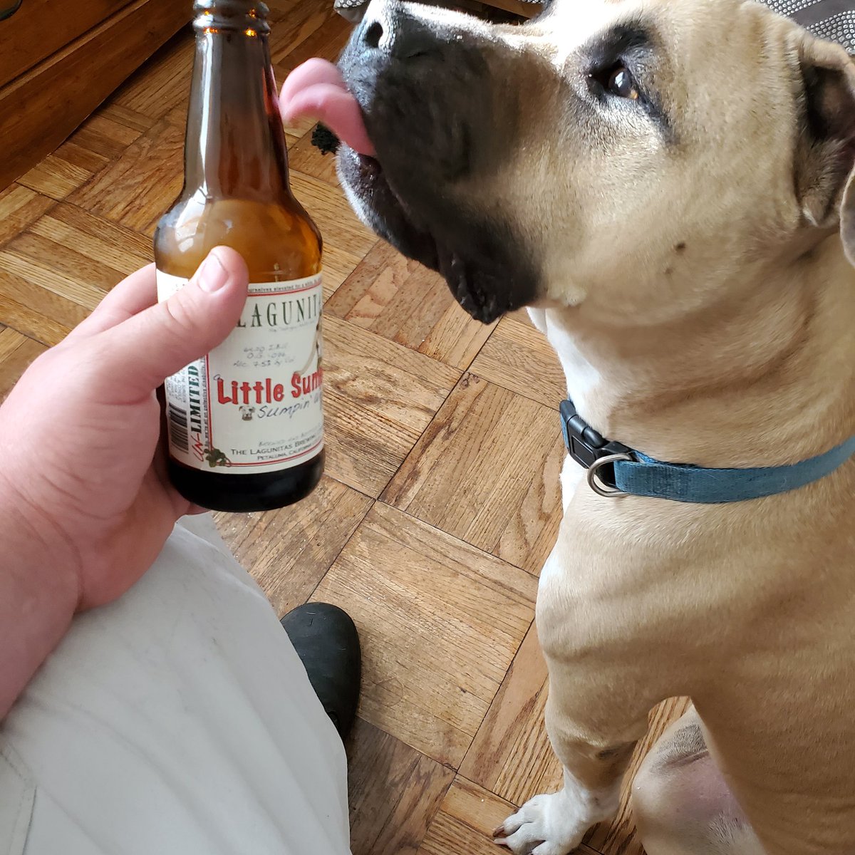 RetroBoss1's tweet photo. #pitbulllovers #Pitbulls #BEER #Dogdad #lagunitas #lickthetip
#gimme https://t.co/YAcg0gqkON