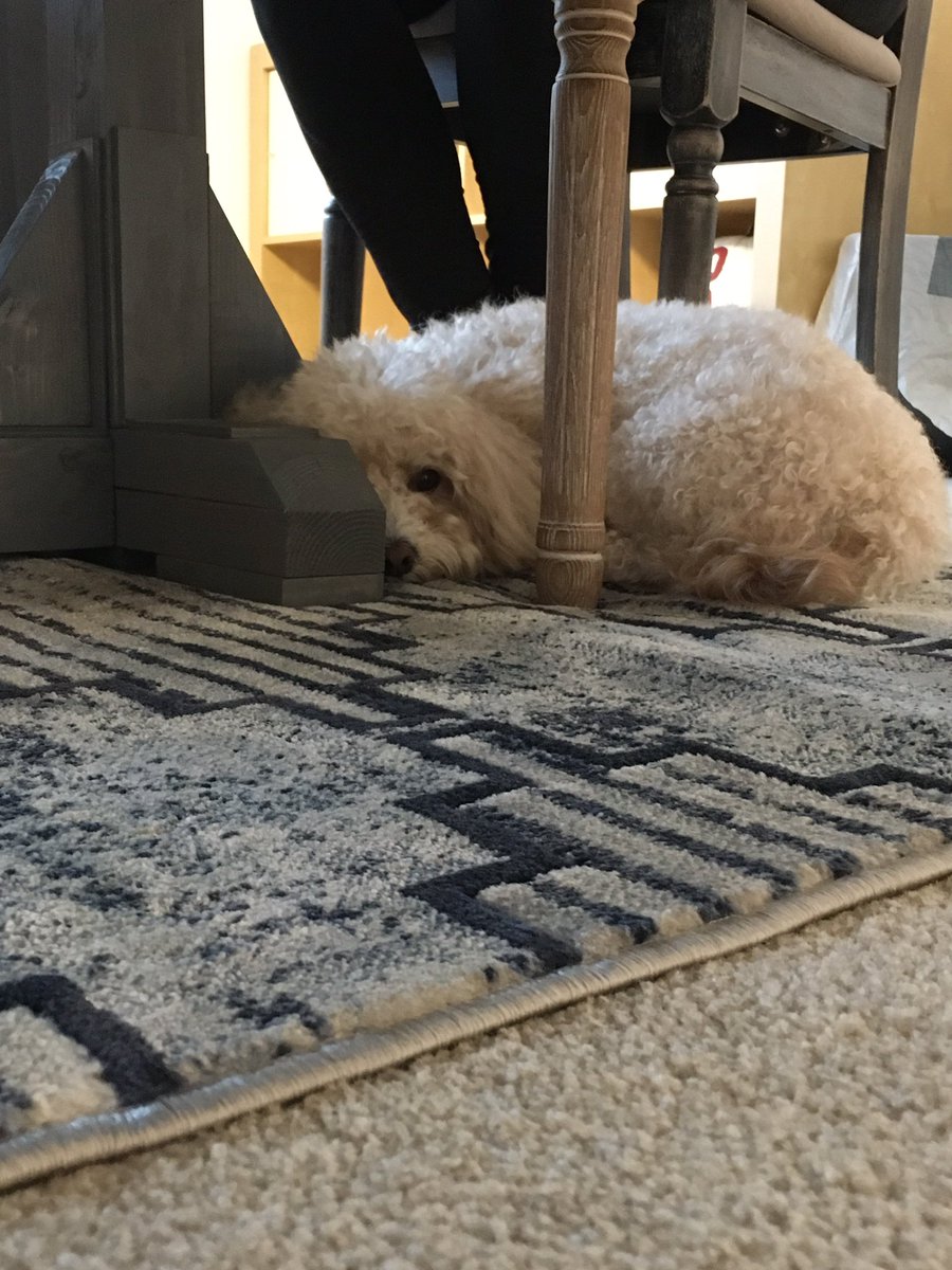 New normal with my working from home humans...I have walked toooo many miles, don’t they know I just want to nap. Love you <a href="/deanalowry/">Deana Lowry</a> &amp; <a href="/laura_loht/">Laura Loht</a> but maybe you go back to work soon?!