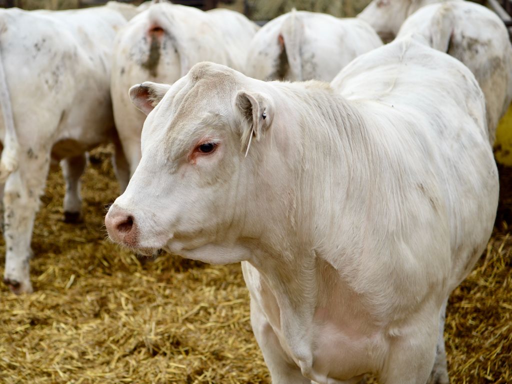 Will Bollum on Twitter "Successful sale today in Mobridge, SD for