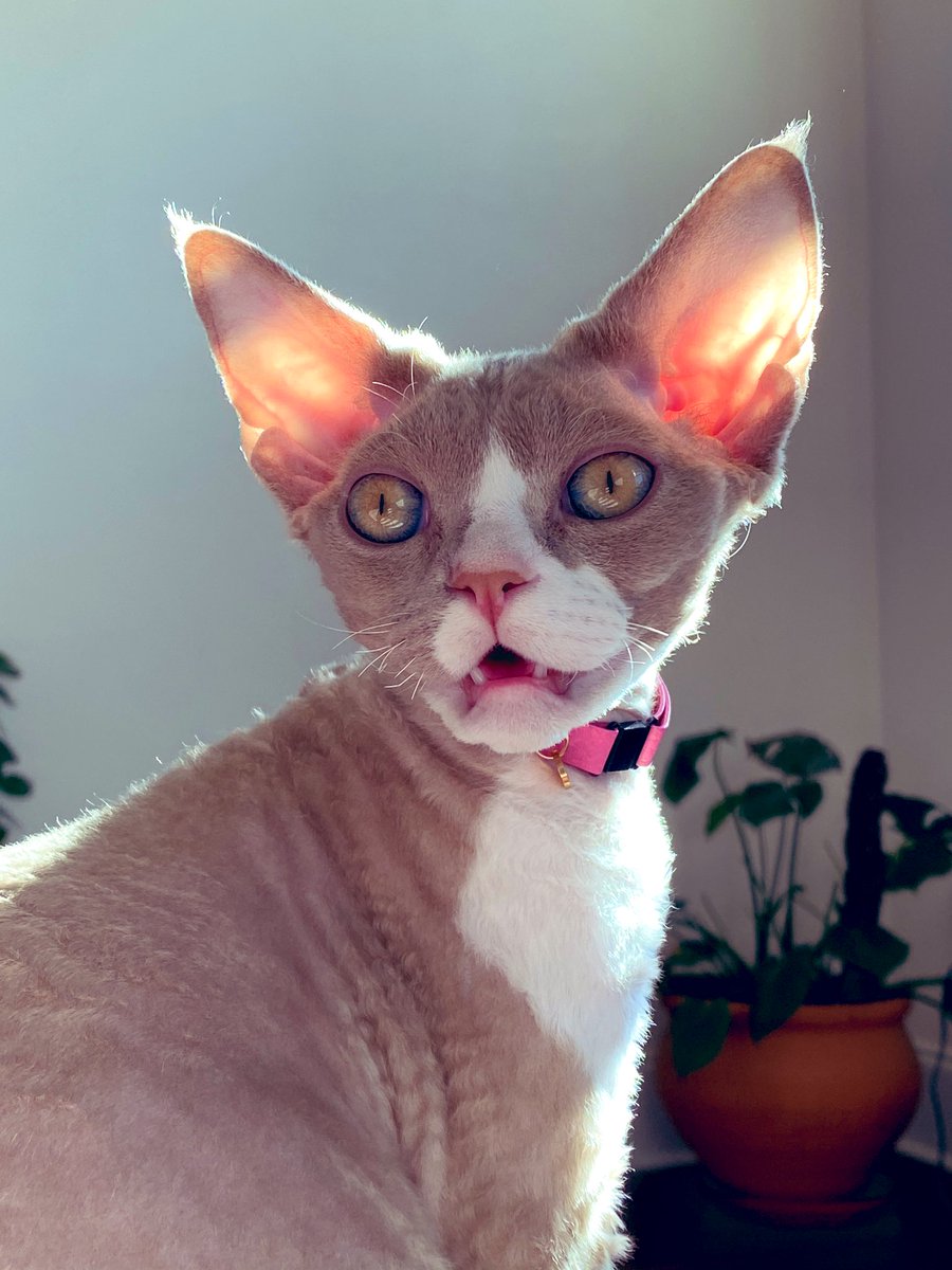 Wait, no, I lied! I’m not done yet—you should follow me and my alien kitten Güs PonPon on Instagram! *His* health insurance is actually affordable, SMH   http://instagram.com/azemezi 
