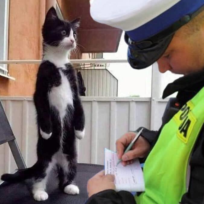 50Doogie's tweet photo. Flerken got in trouble today!! “You know the lockdown rules, only dogs 🐕 are allowed to go for a walk.” 😂#catsoftwitter #Kittens #COVID19 #wrongsideofthelaw https://t.co/fTkQ6k52qU