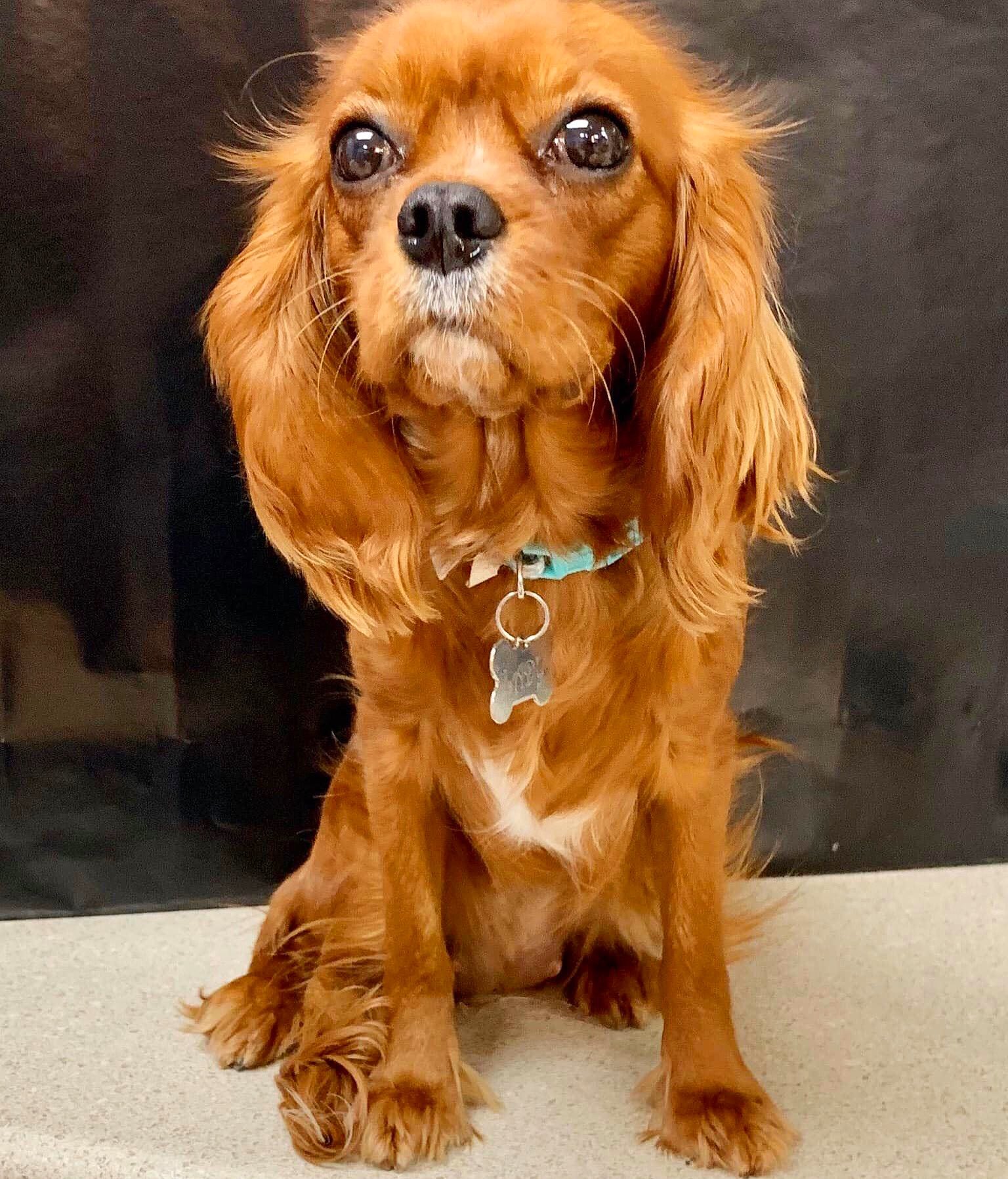 Neutering cavalier hotsell king charles spaniel