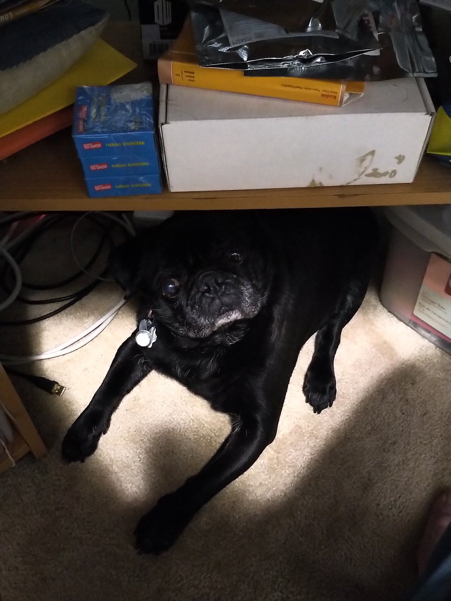 IsItBrokenYet's tweet image. That face when you need a brief break from grant writing and you ask your writing buddy if he wants to go for a walk. (He's just the right size so he doesn't concuss himself when his head shoots up....) #coworkers #walkbreak