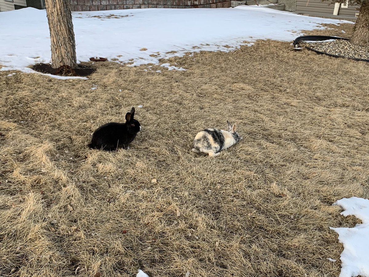 dd tweet media