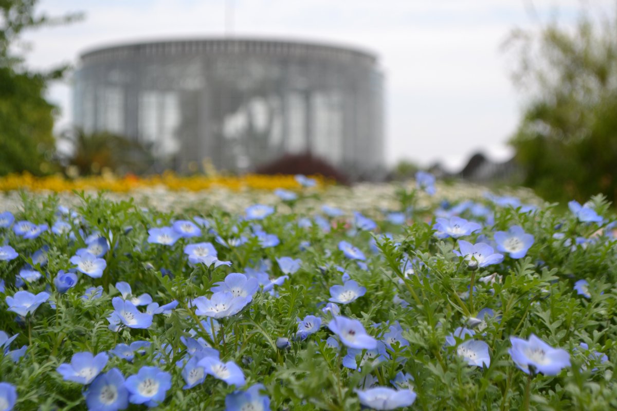 三陽メディアフラワーミュージアム 千葉市花の美術館 A Twitter 休館中の花の美術館です 稲毛海浜公園は駐車場も閉鎖しております 現在薄曇りちょと肌寒くなってきました 本日の花は花の門近くに咲くネモフィラと脇庭ハーブ園に咲くボリジです 公園のルール