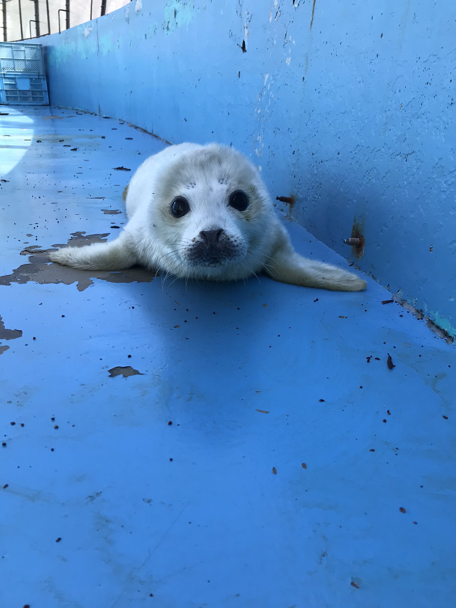 おびひろ動物園（旧アカウントアーカイブ） on X: 