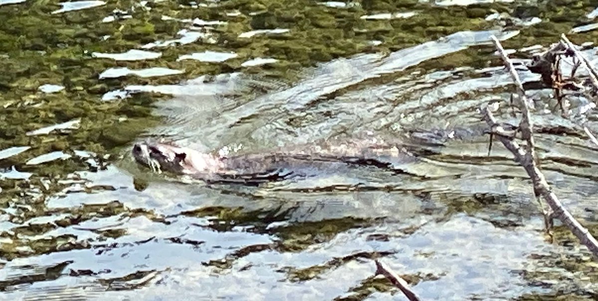 Adam Pisoni (@adampisoni) on Twitter photo Hey <a href="/kelsmcfitz/">Kelsey M. Fitzgerald</a>, saw you mentioned in this article that you heard there were river otters in the Truckee, but had never seen one. I saw one yesterday by Squaw. thetahoeweekly.com/2019/04/trucke… Hey <a href="/kelsmcfitz/">Kelsey M. Fitzgerald</a>, saw you mentioned in this article that you heard there were river otters in the Truckee, but had never seen one. I saw one yesterday by Squaw. thetahoeweekly.com/2019/04/trucke…