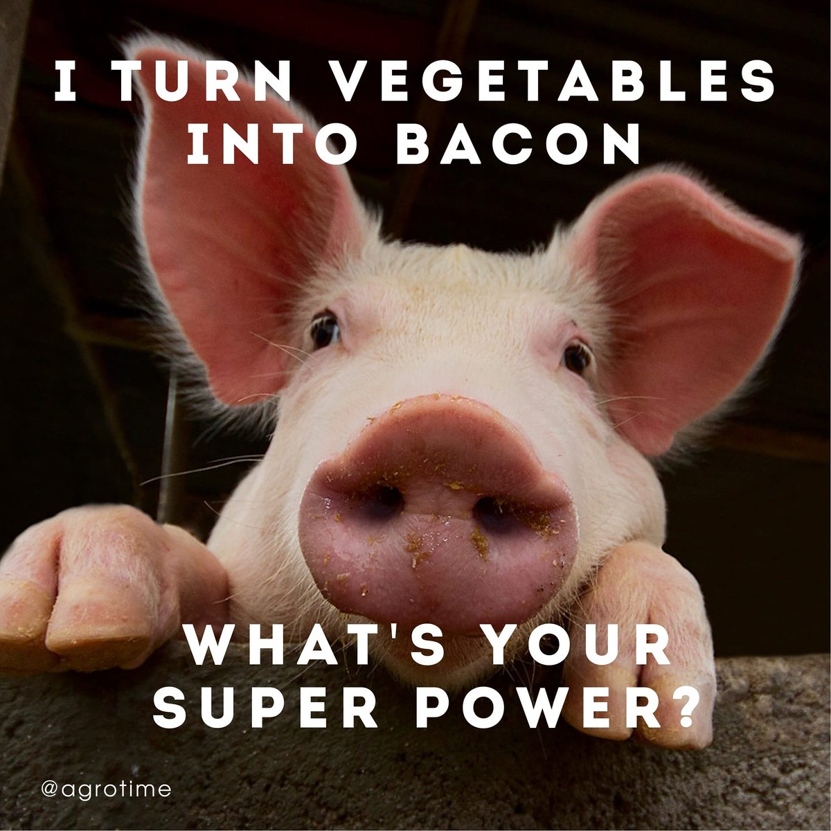 Agro Time tweet media