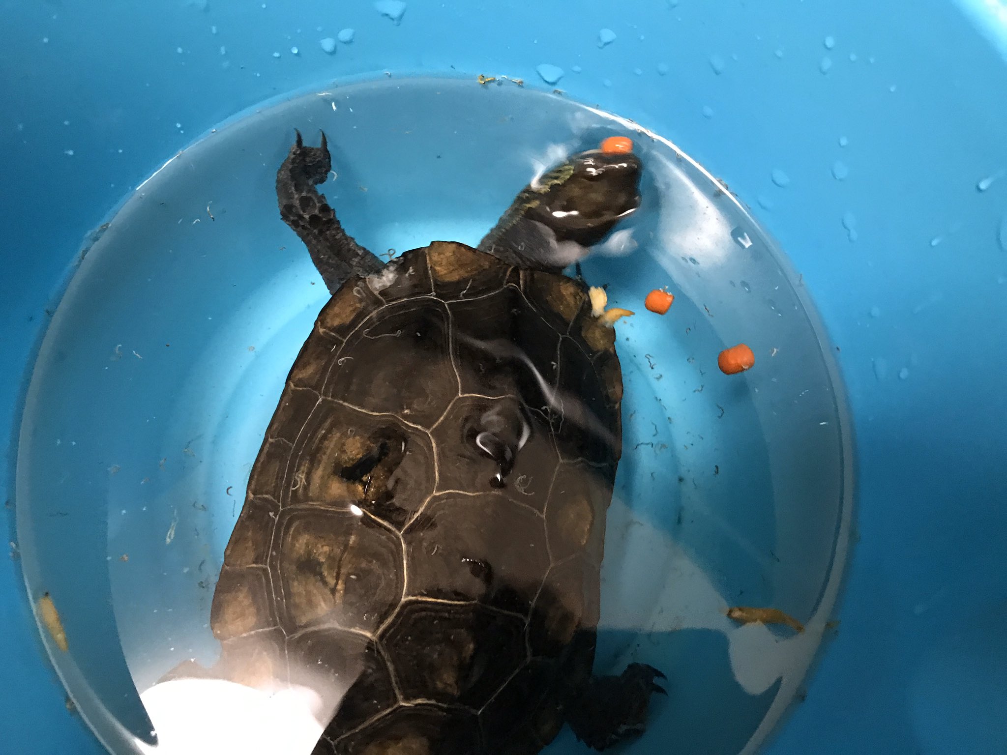 クサガメたわし 今日はこんな感じでバケツごはんでした タッパーで食べる気分じゃなくて かといって水槽で食べると飼育水に食べカスが出まくるので 普段だと環境が変わると興奮して食べないんですが ミミズは別物なのでガツガツいきました 勢いでエビ