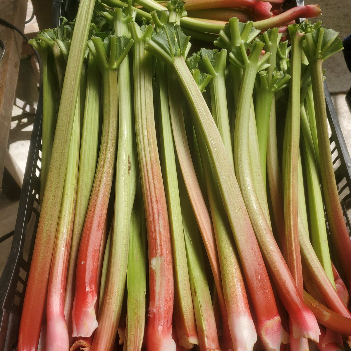 HappyQuailFarms's tweet photo. #Rhubarb @HappyQuailFarms https://t.co/9Hr2gbcNTA