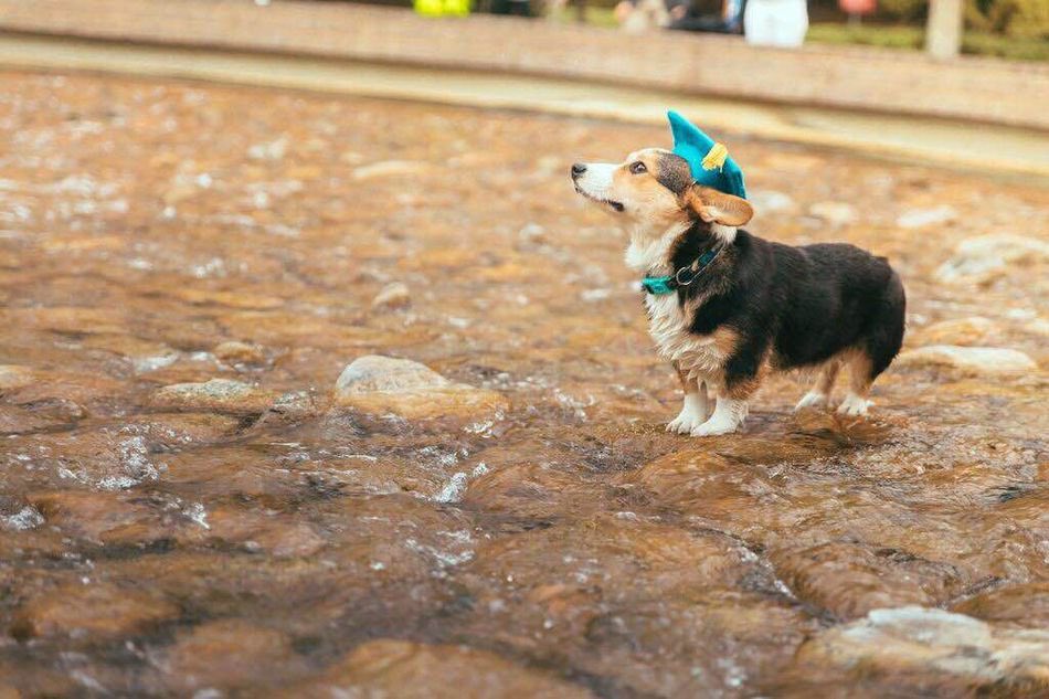 let’s start a thread w/ dogs in graduation hats for those unable to wear theirs this spring   https://twitter.com/dog_rates/status/1253475841201315840