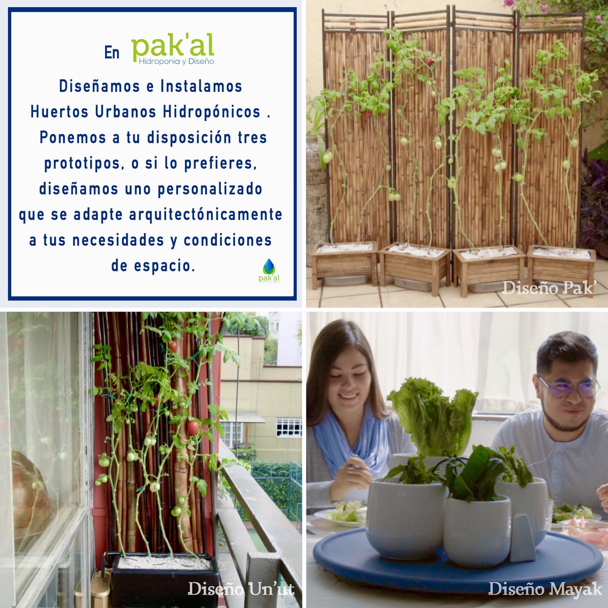 pak_aldesign's tweet photo. ¿Qué esperas para iniciar tu propio huerto hidropónico? ¡Llámanos nosotros te ayudamos! 🌱💧🥬🥕🍅 #hidroponia #QuedateEnCasa #organico #sustentable #alimentacionsaludable #mexico #huertos #comidalimpia #autoconsumo #huertaurbana https://t.co/EV3PQoj6UA