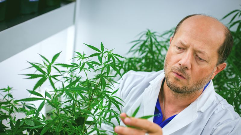 weedreport7's tweet photo. Specific Cannabis Sativa Extracts Show Promise in Combatting COVID-19 https://t.co/naPc84mzGe https://t.co/rksu6eruaz
