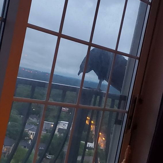 So... my little sister is in midtown Atlanta in DISTRESS.This large creature has landed on her porch.What does she do even DO at this point?? 