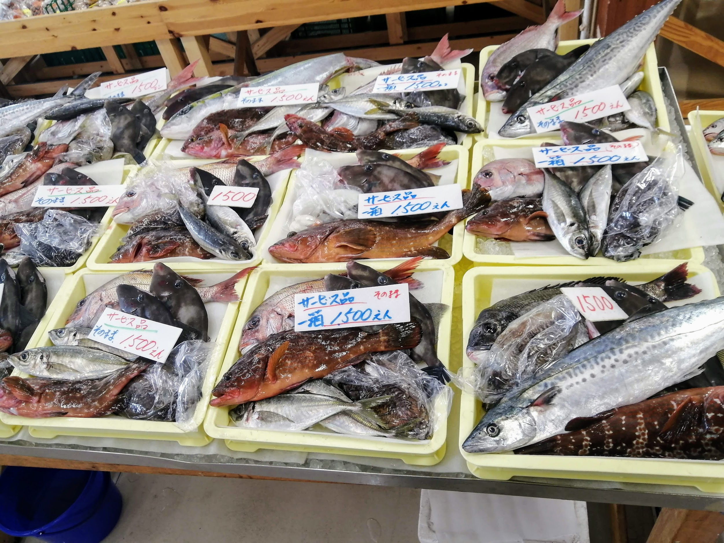 てらだいおり やばいお魚グルメ探究家 久しぶりに 道の駅ベイファームに行きました 詰め放題の代わりに鮮魚セット販売を行っていますが 値段が安すぎる 普段なら3000円位する大きめのキジハタ アコウ が入って 他にも色々ついたセットも 1500円
