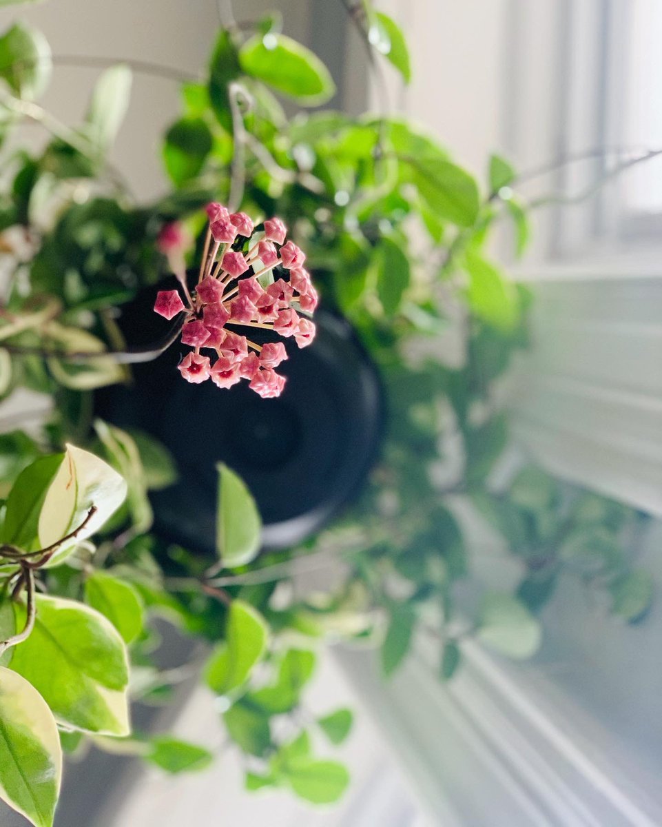 HopscotchMom's tweet photo. Finding magic in the little things✨ my husband spotted our Hoya Plant today and showed these blossoms to me and the girls right before we got them to bed tonight— they were in awe. We looked— oohed and ahhed and gushed at how beautiful they were.#hopscotch_mom, #blossom, #spring https://t.co/lLkfEbbu7k