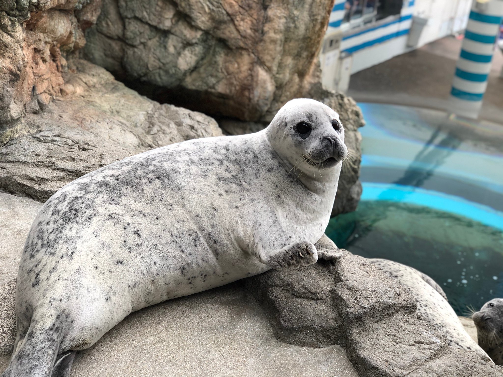 京都水族館 公式 1年に1度の換毛を迎えたアザラシのハマ 現在 真っ白な姿になっています 休園中の動物園水族館
