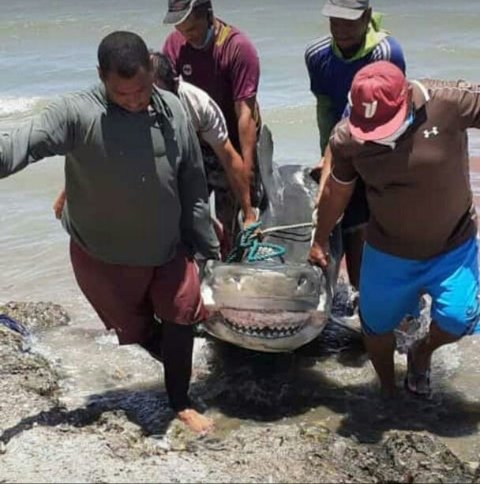 guachimancol's tweet photo. ALERTA Encuentran Tiburón Toro en la costa de Bachaquero , recuerden que el tiburón Toro es el único tiburón que sobrevive en aguas saladas y aguas dulces. https://t.co/BjJ8EF5JBd