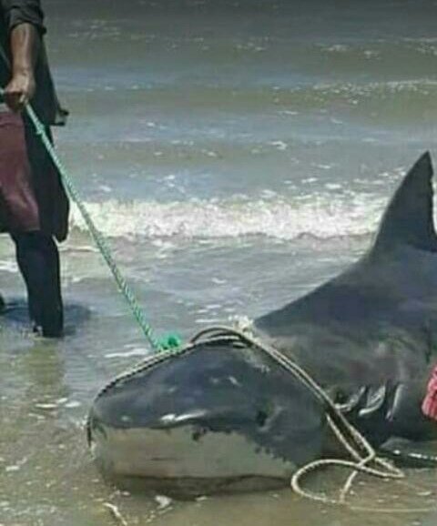guachimancol's tweet photo. ALERTA Encuentran Tiburón Toro en la costa de Bachaquero , recuerden que el tiburón Toro es el único tiburón que sobrevive en aguas saladas y aguas dulces. https://t.co/BjJ8EF5JBd