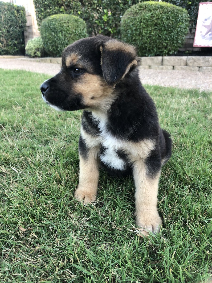 dalton krebs tweet media