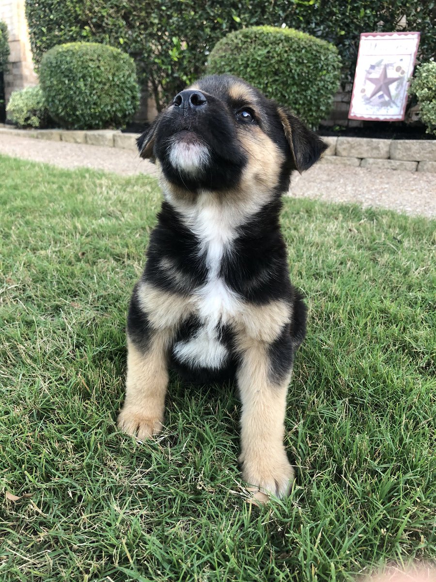 dalton krebs tweet media