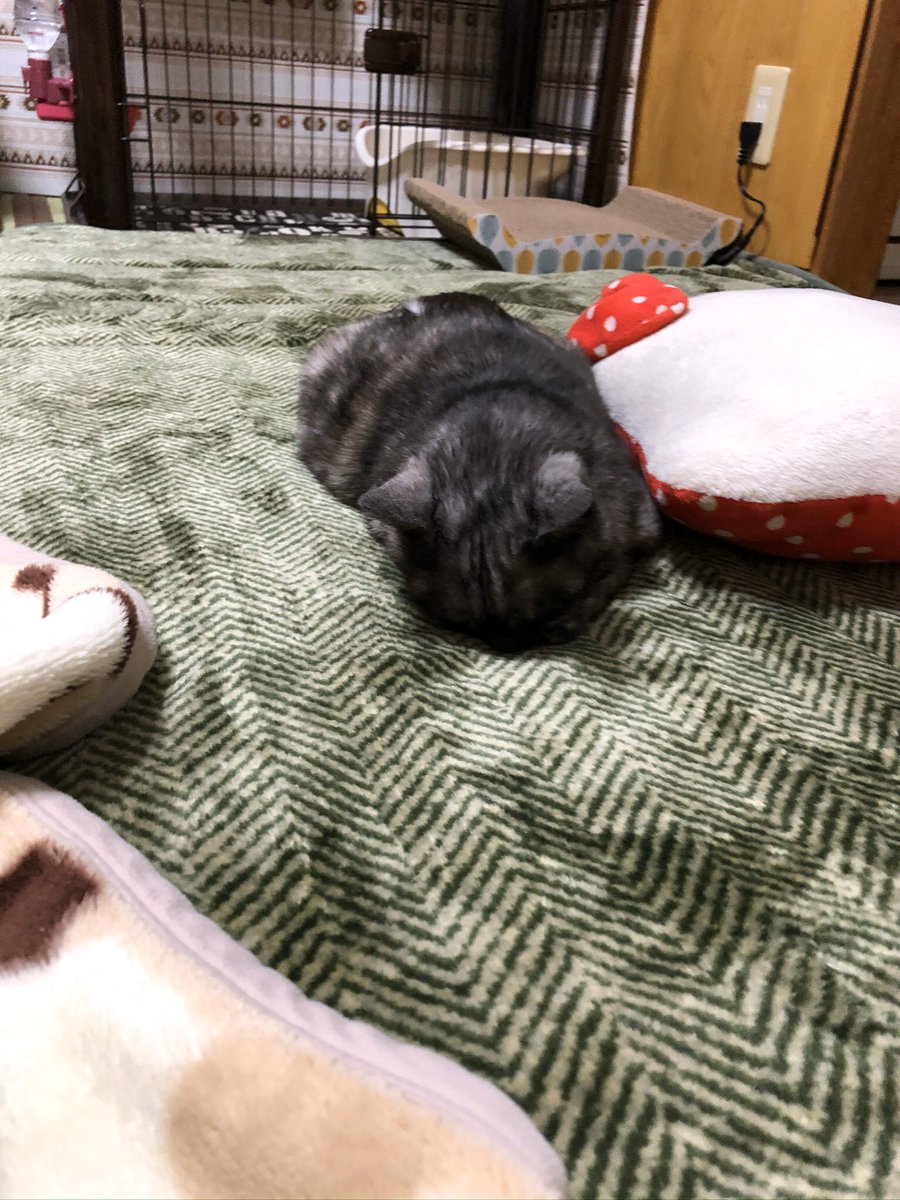 Konbu3316's tweet photo. #とろねこチャレンジ https://t.co/wlQilzUfq0