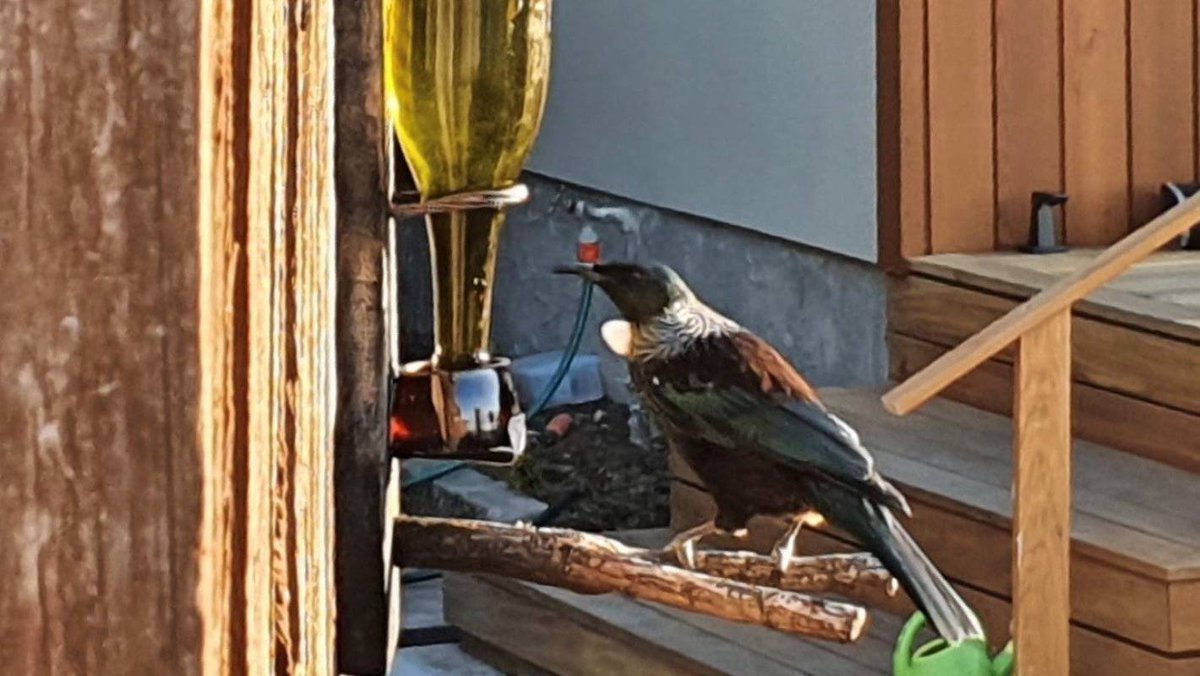PressNewsroom's tweet photo. Unexpected tūī spotted in Christchurch cause for beer and chips https://t.co/H7xiIi1A66 https://t.co/EarPZXxnVw