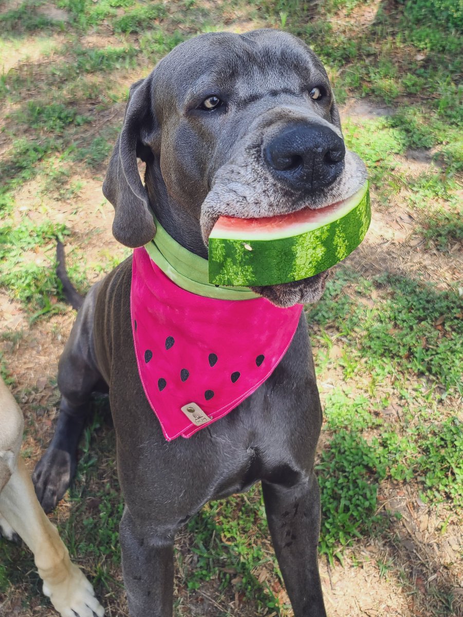 FergusGreatDane's tweet photo. What was the watermelon’s naughty pick-up line? 🍉
Want to see my melons?💚💗💚💗
#oneinamelon #nicemelons
#youreoneinamelon #watermelon
@dog_rates @dogcelebration
#greatdane #bluegreatdane #fawngreatdane #RipleyTheFawnDane #fergusthebluedane #greatdanes #dogs #DogsofTwittter https://t.co/97uMKMFv97