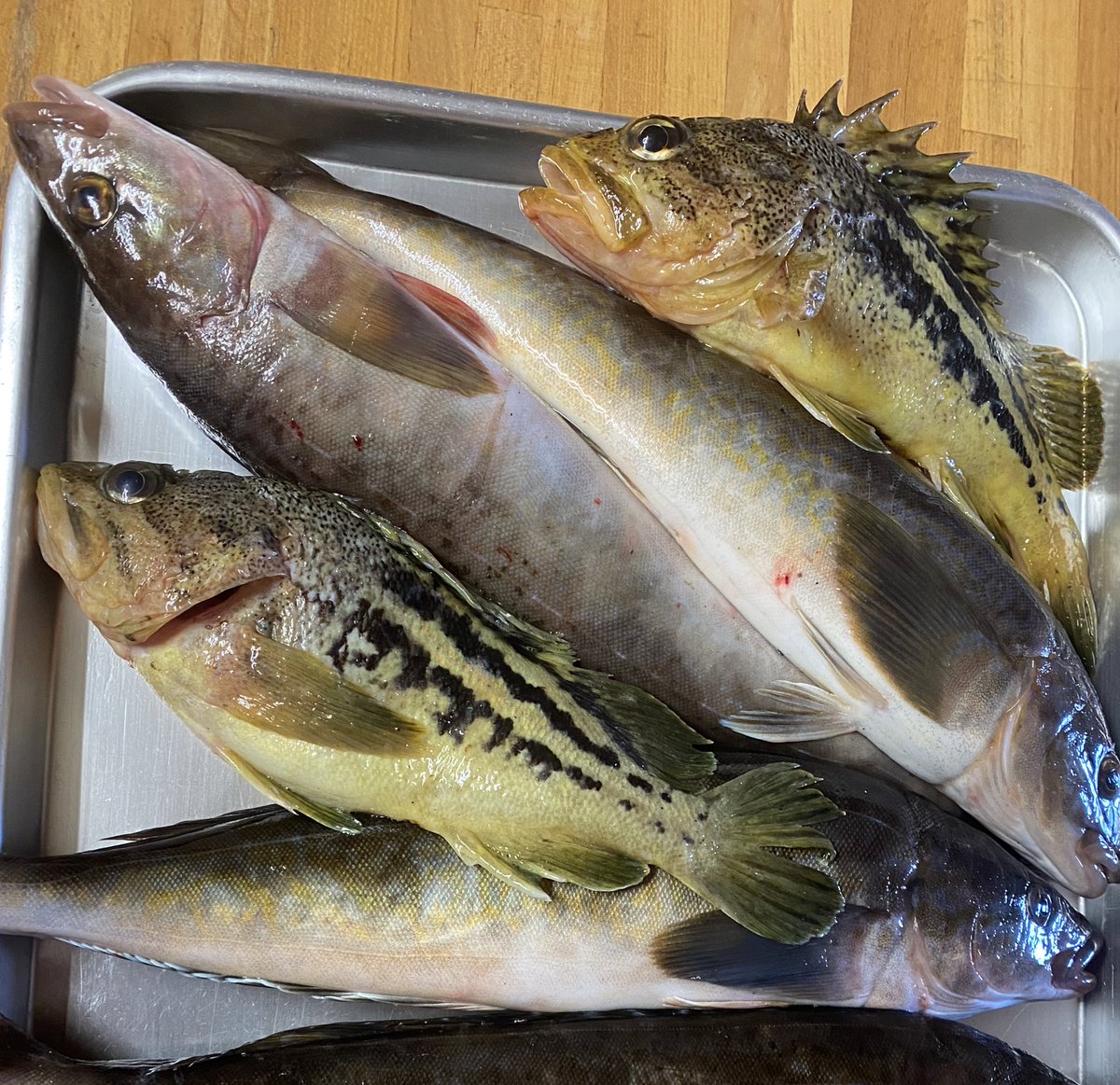 礼文島 民宿海憧 シマゾイとホッケ いただいたのでさばく練習 ソイ ホッケ T Co Jqbm0rrouz Twitter 礼文島 民宿海憧 シマゾイとホッケ いただいたのでさばく練習 ソイ ホッケ T Co Jqbm0rrouz Twitter