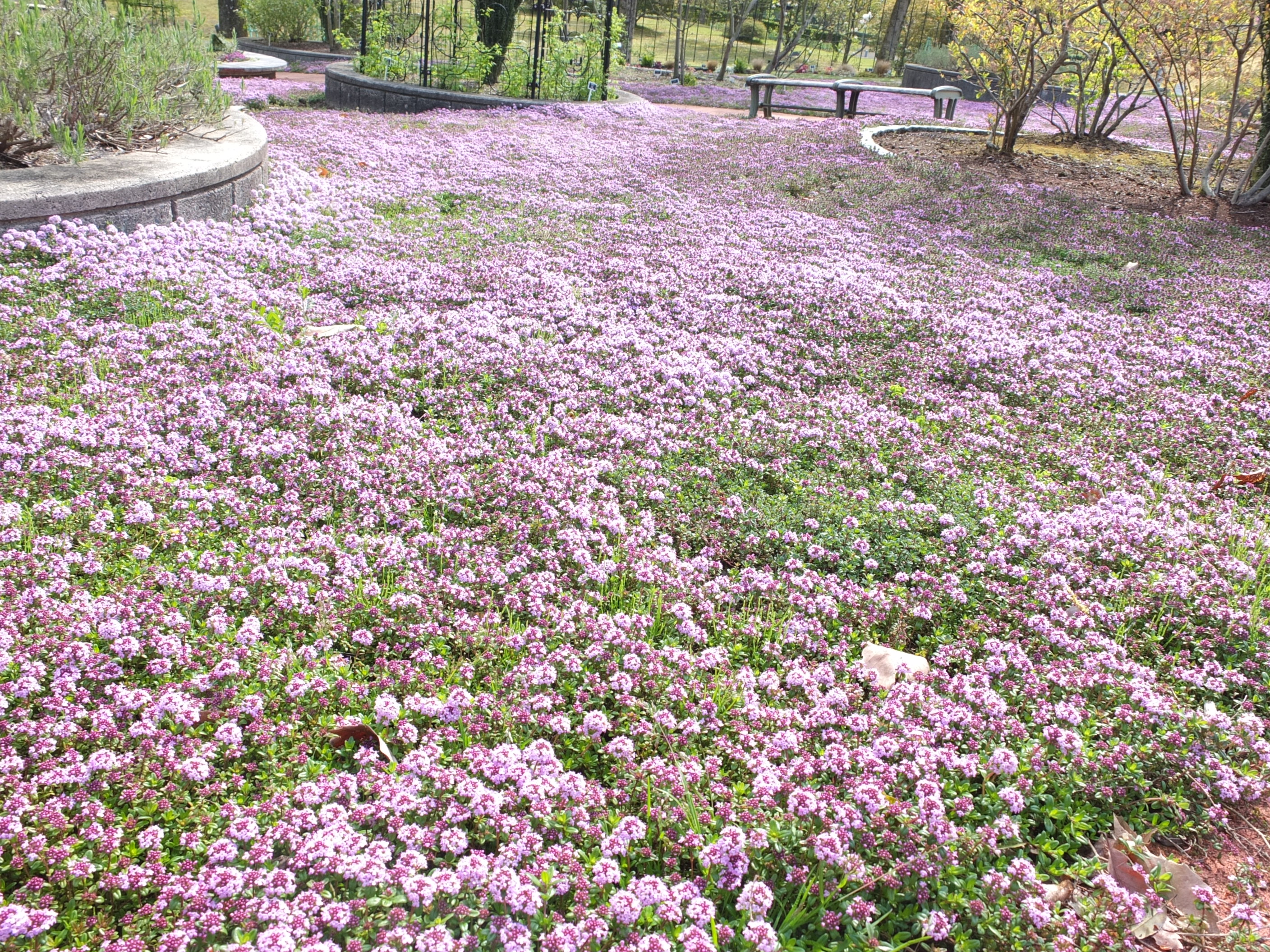 とっとり花回廊 公式 タイム ハーブ園のタイムが咲き進み ピンクの絨毯ができ始めています ピンク の絨毯全体をみるのもいいですが １本１本のドーム状に集まった小さな花も可愛らしいです また ハーブですので もちろん香りもします 可愛い