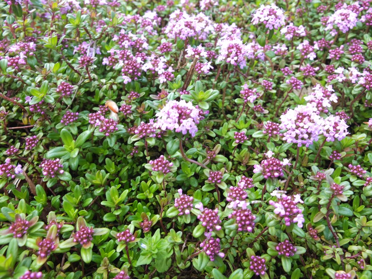 とっとり花回廊 公式 A Twitteren タイム ハーブ園のタイムが咲き進み ピンクの絨毯ができ始めています ピンク の絨毯全体をみるのもいいですが １本１本のドーム状に集まった小さな花も可愛らしいです また ハーブですので もちろん香りもします 可愛い