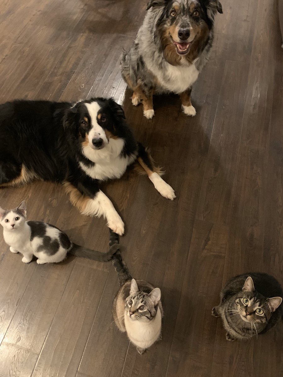 RachelH1977's tweet photo. My family is made up of two Australian Shepherds, Tucker and Griffin and three rescue kitties in the past two years, Rosey, Ella and Tango. They take the stress away from a long day and if you know anything about Aussies, they are velcro, never leaving your side #MacroSW https://t.co/cZjOvAPrkb